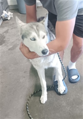 Shelter Stray Male Dog last seen , 1850 W 60th St, Los Angeles, CA 90047, USA