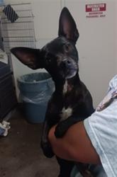 Shelter Stray Female Dog last seen , 1850 W 60th St, Los Angeles, CA 90047, USA