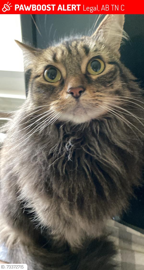 Lost Female Cat last seen Banner Trailers, Legal, AB T4N 2C6