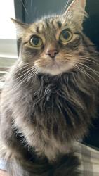 Lost Female Cat last seen Banner Trailers, Legal, AB T4N 2C6