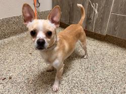 Shelter Stray Male Dog last seen Near BLOCK KING ST, COLORADO SPRINGS CO 80904, 610 Abbot Ln, Colorado Springs, CO 80905, USA
