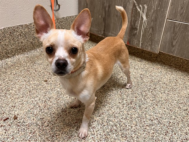 Shelter Stray Male Dog last seen Near BLOCK KING ST, COLORADO SPRINGS CO 80904, 610 Abbot Ln, Colorado Springs, CO 80905, USA