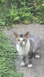 Found/Stray Unknown Cat last seen East of Webster Avenue Market, Green Bay, WI 54301