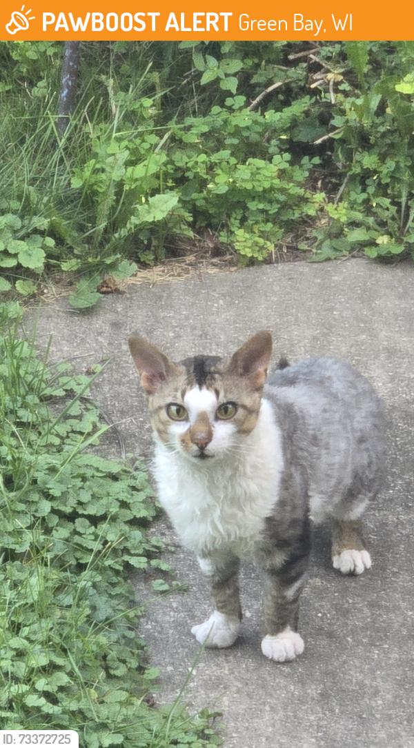 Found/Stray Unknown Cat last seen East of Webster Avenue Market, Green Bay, WI 54301