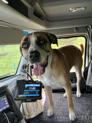 Lost Male Dog last seen Se 23rd rd st, s may ave., Oklahoma City, OK 73108
