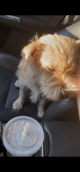 Reunited Female Dog last seen Central and dickens, Chicago, IL 60647