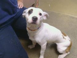 Shelter Stray Female Dog last seen MARCONI AVE/ROOT AVE, 95608, 3839 Bradshaw Rd, Sacramento, CA 95827, USA