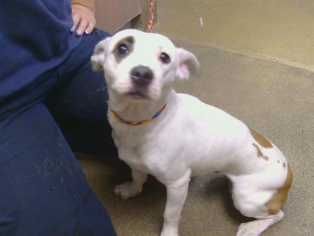 Shelter Stray Female Dog last seen MARCONI AVE/ROOT AVE, 95608, 3839 Bradshaw Rd, Sacramento, CA 95827, USA
