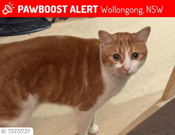 Lost Male Cat last seen Wilson Street, Wollongong, Wollongong, NSW 2500