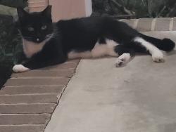 Found/Stray Unknown Cat last seen Dogwood Street, Lowell, NC 28098