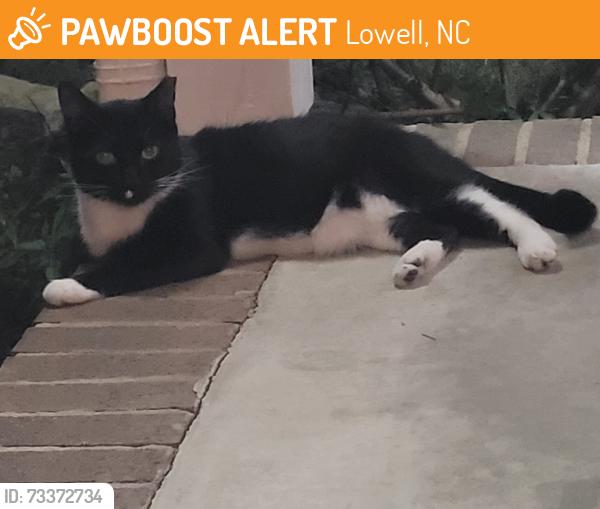 Found/Stray Unknown Cat last seen Dogwood Street, Lowell, NC 28098
