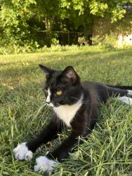 Found/Stray Male Cat last seen near 9th and 9th, Salt Lake City, UT 84105
