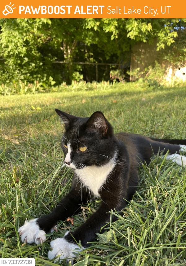 Found/Stray Male Cat last seen near 9th and 9th, Salt Lake City, UT 84105