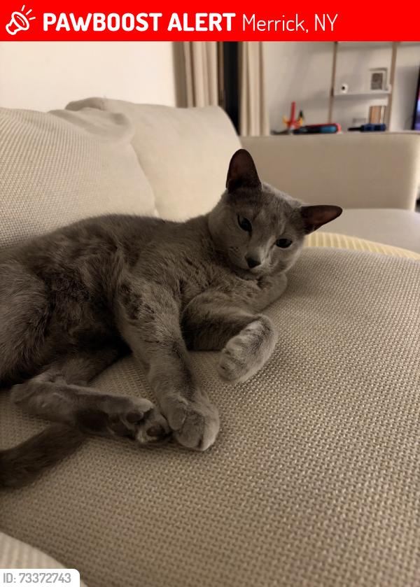 Lost Male Cat last seen Stanley Drive and Lonni Lane, Lynbrook, NY 11563