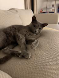 Lost Male Cat last seen Stanley Drive and Lonni Lane, Lynbrook, NY 11563