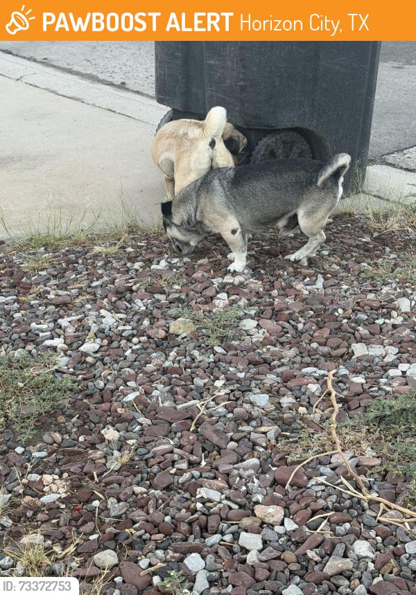 Found/Stray Unknown Dog last seen Benton st, Horizon City, TX 79928