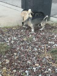 Found/Stray Unknown Dog last seen Benton st, Horizon City, TX 79928