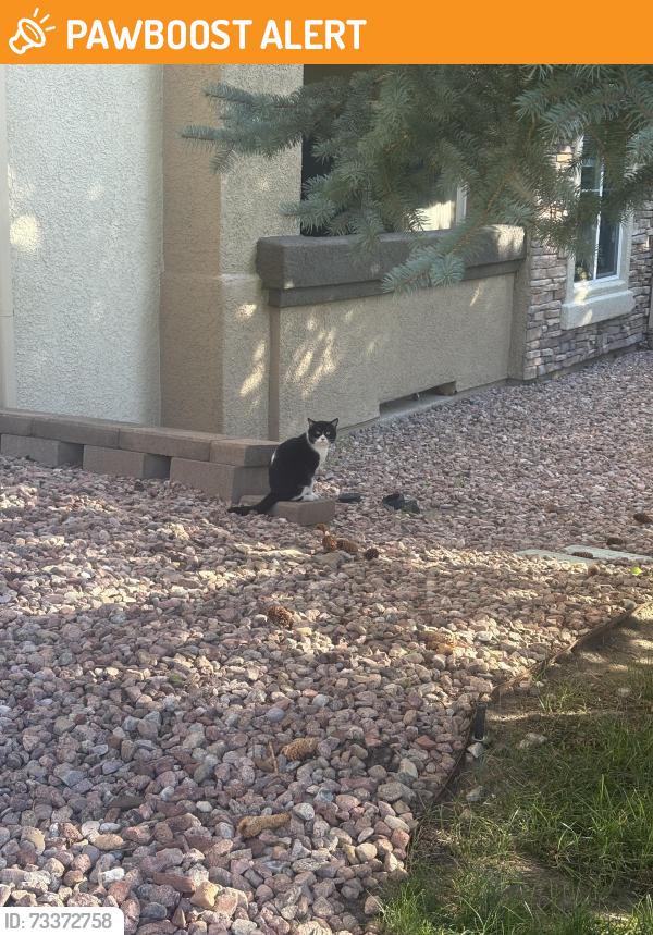 Found/Stray Unknown Cat last seen Peterson & North Carefree, Colorado Springs, CO 80922