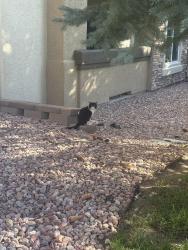 Found/Stray Unknown Cat last seen Peterson & North Carefree, Colorado Springs, CO 80922