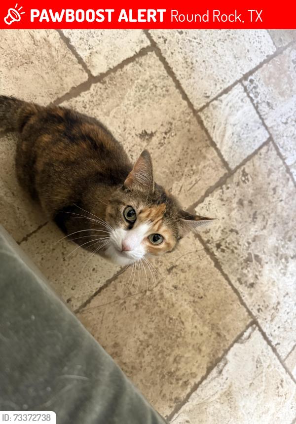 Lost Female Cat last seen Near Cactus Ranch Elementary, Round Rock, TX 78681