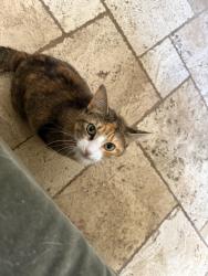 Lost Female Cat last seen Near Cactus Ranch Elementary, Round Rock, TX 78681