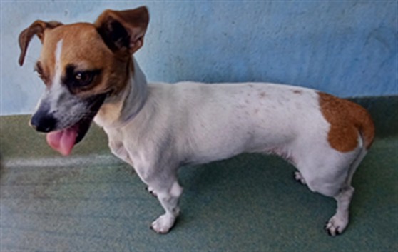 Shelter Stray Female Dog last seen , 4275 Elton St, Baldwin Park, CA 91706, USA
