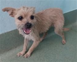 Shelter Stray Female Dog last seen , 4275 Elton St, Baldwin Park, CA 91706, USA