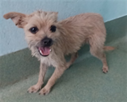 Shelter Stray Female Dog last seen , 4275 Elton St, Baldwin Park, CA 91706, USA