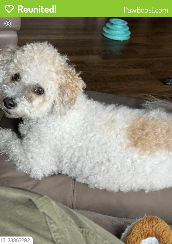 Reunited Female Dog last seen Davis Mountain Rd, Azalea Ridge, Laurel Park, NC 28792