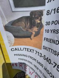 Lost Female Dog last seen North on Ferris from Pine, Bellaire, TX 77401