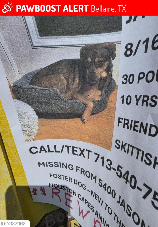 Lost Female Dog last seen North on Ferris from Pine, Bellaire, TX 77401