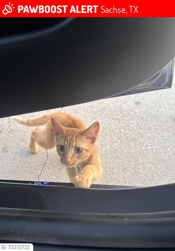 Lost Male Cat last seen Pleasent valley road, Sachse, TX 75048