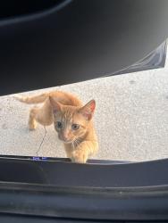 Lost Male Cat last seen Pleasent valley road, Sachse, TX 75048