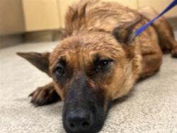 Shelter Stray Female Dog last seen Near BLOCK 60TH ST, JURUPA VALLEY CA 91752, 6851 Van Buren Boulevard, Jurupa Valley, CA 92509, USA