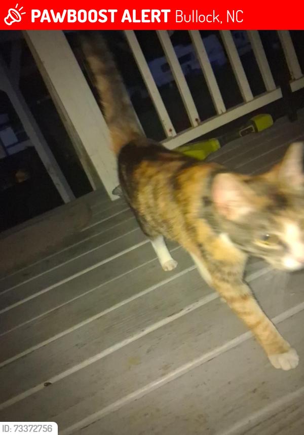 Lost Female Cat last seen Near, Bullock, NC 27507