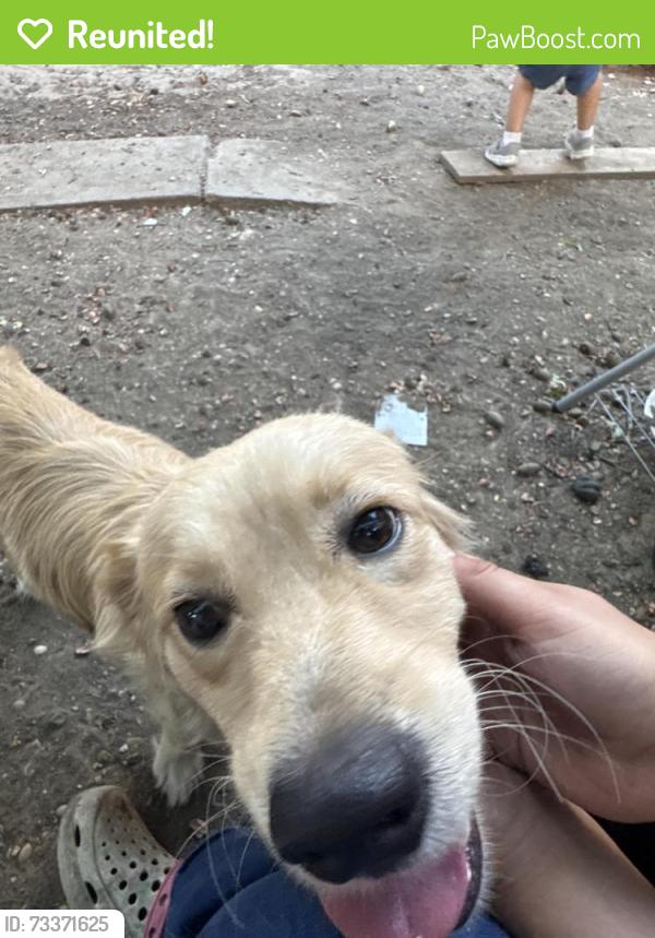 Reunited Male Dog last seen Mohawk/Roanoke, Dallas, TX 75235
