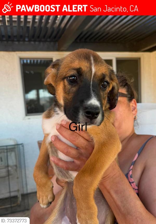 Lost Female Dog last seen 1st st and mistletoe av, San Jacinto, CA 92583