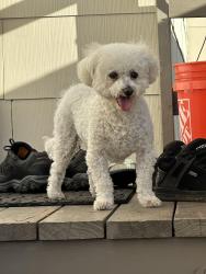 Reunited Female Dog last seen Highwood Ave. and Eastridge Ave., La Mesa, CA 91941