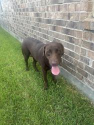 Reunited Female Dog last seen Buckley Oak Dr, Tavola, TX 77357, USA, Tavola, TX 77357
