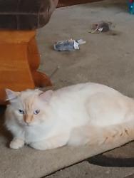 Lost Male Cat last seen 160th and Garrett Path, Apple Valley, MN 55068