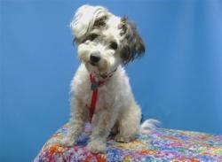 Shelter Stray Female Dog last seen , 216 W Victoria St, Gardena, CA 90248, USA