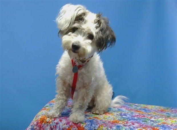 Shelter Stray Female Dog last seen , 216 W Victoria St, Gardena, CA 90248, USA