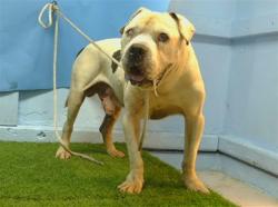 Shelter Stray Male Dog last seen , 216 W Victoria St, Gardena, CA 90248, USA