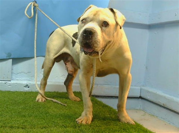 Shelter Stray Male Dog last seen , 216 W Victoria St, Gardena, CA 90248, USA