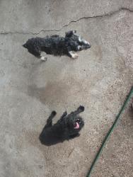 Found/Stray Unknown Dog last seen Sycamore, Fort Worth, TX 76134