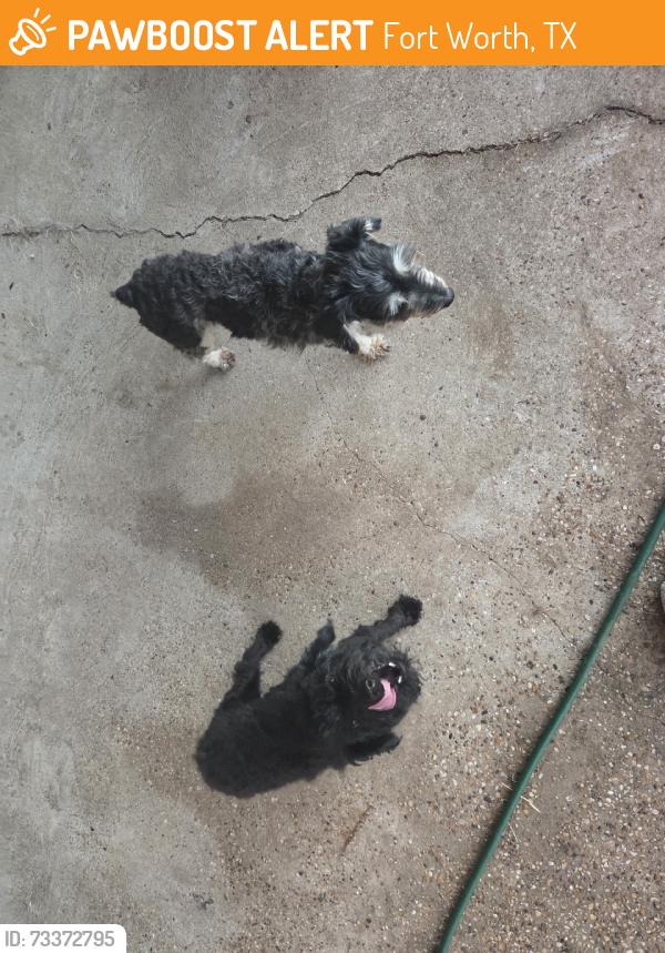Found/Stray Unknown Dog last seen Sycamore, Fort Worth, TX 76134