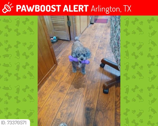 Lost Male Dog last seen El doro drive Arlington, Arlington, TX 76006
