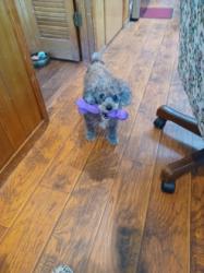 Lost Male Dog last seen El doro drive Arlington, Arlington, TX 76006