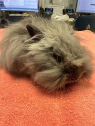 Shelter Stray Male Other last seen Near BLOCK W VIRGINIA ST, TALLAHASSEE FL 32304, 1125 Easterwood Dr, Tallahassee, FL 32311, USA