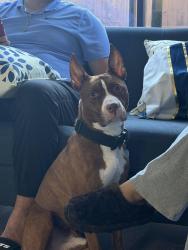 Reunited Male Dog last seen White pine drive, Wellington, FL 33414